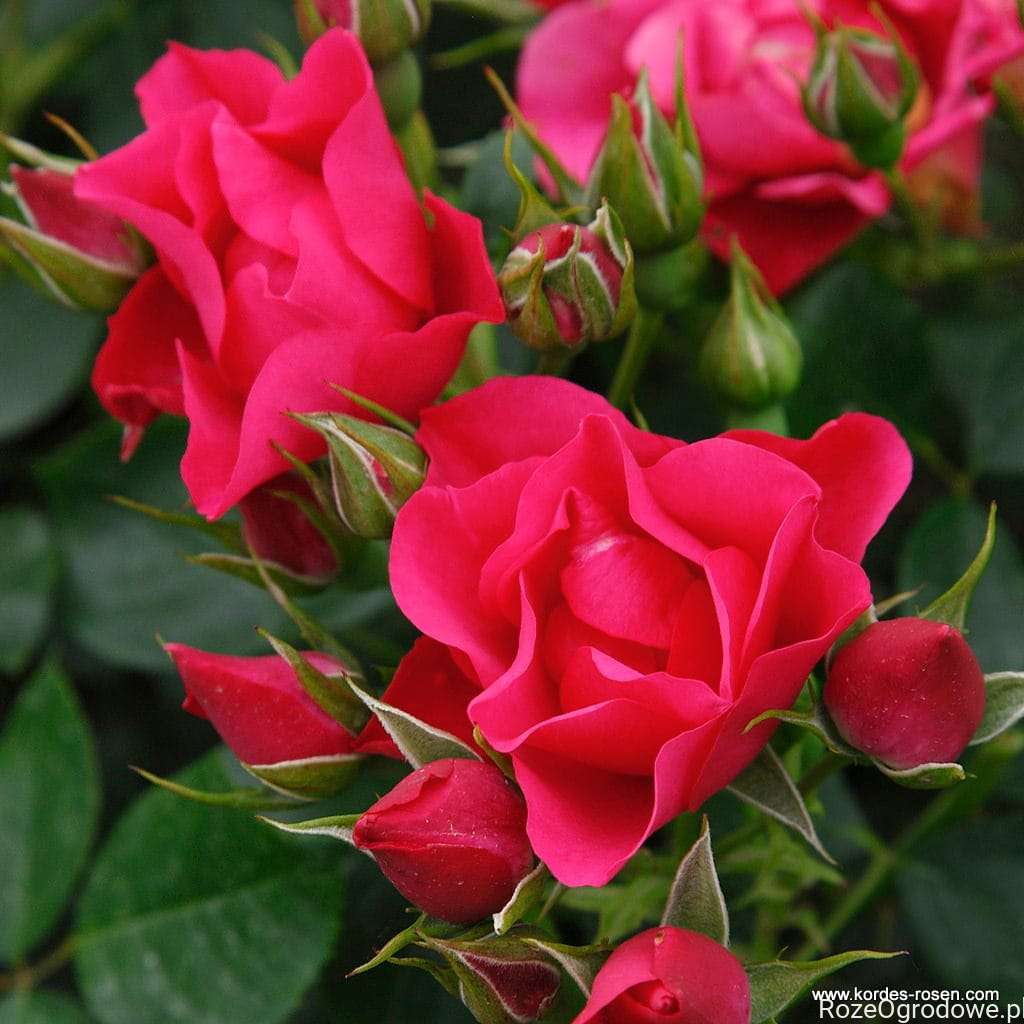 Pink Roz Rizwna Róża rabatowa PINK FOREST ROSE- goły korzeń klasa A - RozeOgrodowe.pl ...