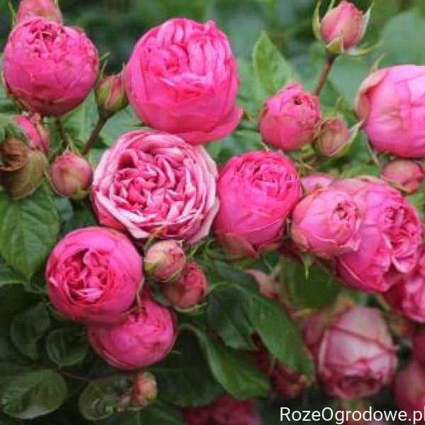Pink Roz Rizwna Róża wielkokwiatowa PINK PIANO - goły korzeń klasa A - RozeOgrodowe.pl ...