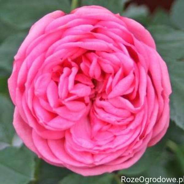 Pink Roz Rizwna Róża wielkokwiatowa PINK PIANO - goły korzeń klasa A - RozeOgrodowe.pl ...