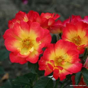 Róża rabatowa SUMMER OF LOVE® - doniczka 2 l.