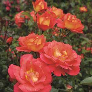 Róża parkowa SHANTY® - doniczka 2 l.