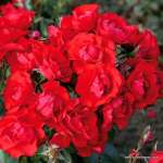 Róża rabatowa BLACK FOREST ROSE® - Doniczka 5 l.