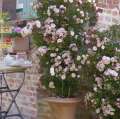 Róża pnąca Alina z Serii Starlet prowadzona w donicy na tarasie
