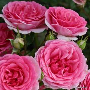 Róża okrywowa AMICA® - doniczka 2 l.