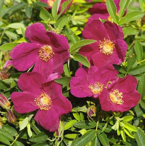 Purpurowe kwiaty odmiany okrywowej Strandperle-Amrum-