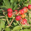 Zdrowe liście i owoce Rosa Rugosa Strandperle-Amrum
