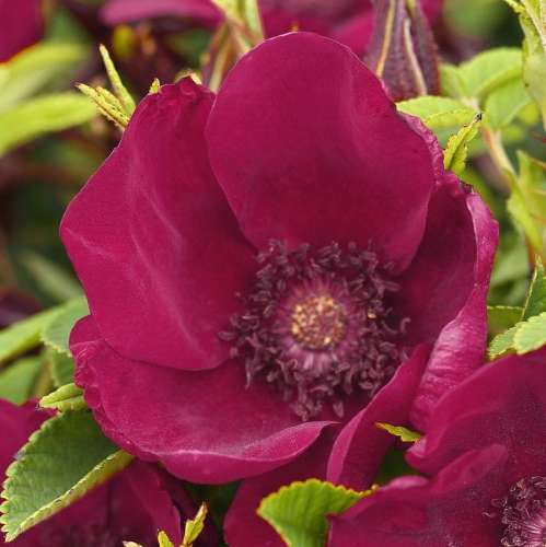 Purpurowe kwiaty odmiany okrywowej Standperle Norderney o ciemnym kolorze pręcików