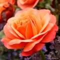 Duży, pełny dwukolorowy kwiat róży rabatowej Coral Lions Rose