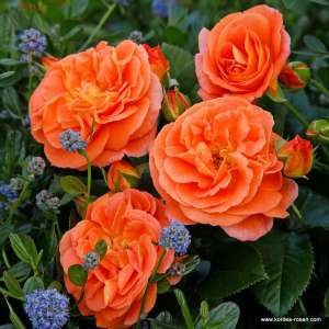 Róża rabatowa MANGO® - doniczka 2 l.