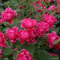 Pink_Forest_Rose_05.jpg