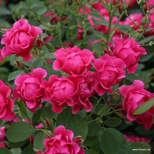 Pink_Forest_Rose_05.jpg