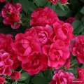Pink_Forest_Rose_06.jpg