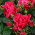 Pink-Forest-Rose_01.jpg
