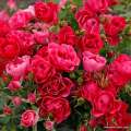 Pink-Forest-Rose_04.jpg