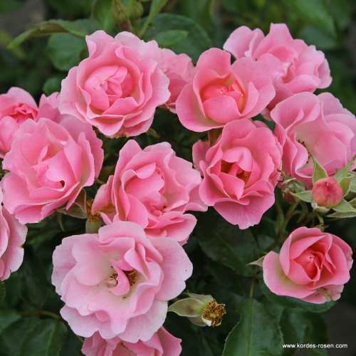 roselina_06NBtK6YGaT7m6h.jpg