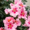 See_You_in_pink_6.jpg