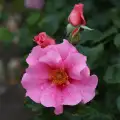 See_You_in_pink_7.jpg