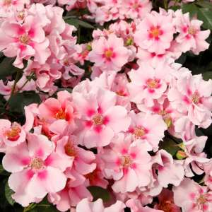 Róża rabatowa SEE YOU IN PINK®- doniczka 2 l.