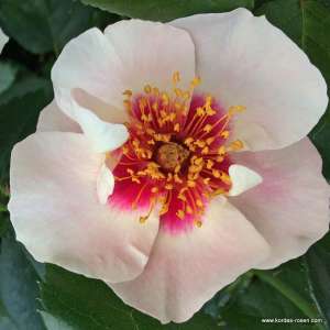 Róża rabatowa SEE YOU IN RED®- doniczka 2 l.