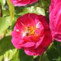 Przyciągające owady kwiaty odmiany Ile de Fleur