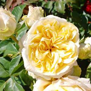 Róża wielkokwiatowa MY GIRL®- doniczka 2 l.