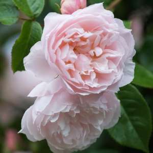 Róża angielska THE GENEROUS GARDENER®- doniczka 2 l.