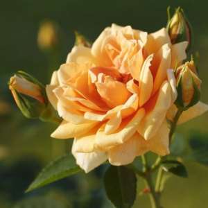 Róża pnąca SKYLINE® - doniczka 2 l. 