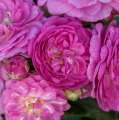 Perennial Rosali