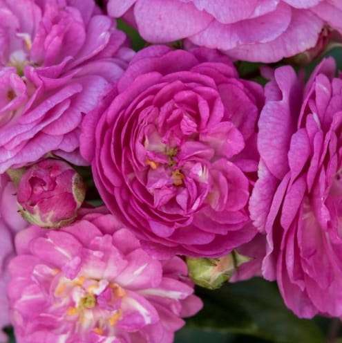 Perennial Rosali