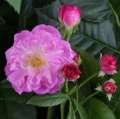 Pusty kwiat Perennial Rosali