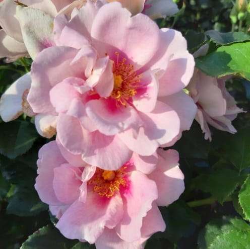Jasnoróżowa róża z oczkiem 
Róża perska parkowa Orienta Magnolia