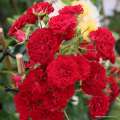 Karminowa róża pnąca Crimson Siluetta