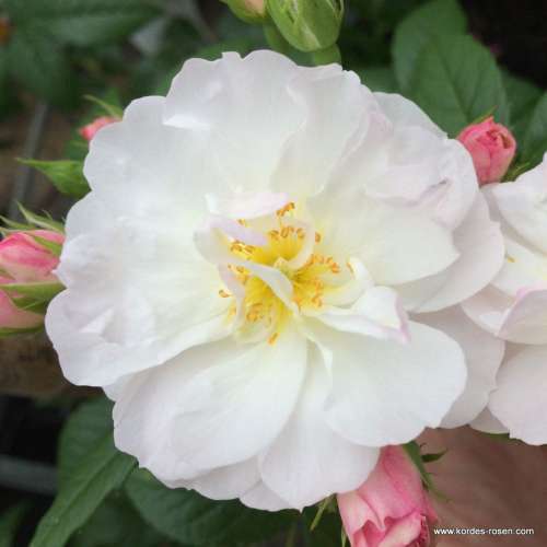 Drobne białe kwiaty róży pnącej Sweet Siluetta