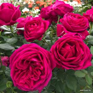 Róża rabatowa FUR ELISE® - doniczka 2 l.