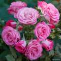 Róża rabatowa o pełnych różowych kwiatach 
Xenia