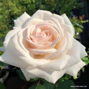 Róża rabatowa (Parfuma) GRAFIN ELKE ZU RANTZAU® - doniczka 2 l.