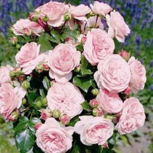 Róża rabatowa MARIATHERESIA® - doniczka 2 l.