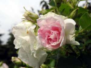 Rosa rugosa RITAUSMA - doniczka 5 l.
