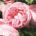 giardina3.jpg