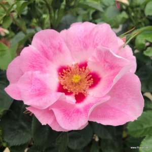 Róża rabatowa SEE YOU IN ROSE - doniczka 2 l.