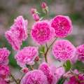 Harlow Carr.jpg