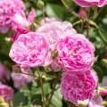 Harlow Carr 1.jpg