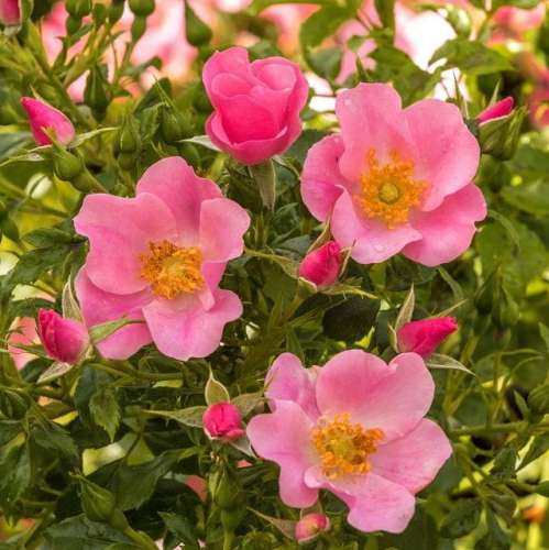 landgrauen rose-okrywowa-różowa-pusta.jpg