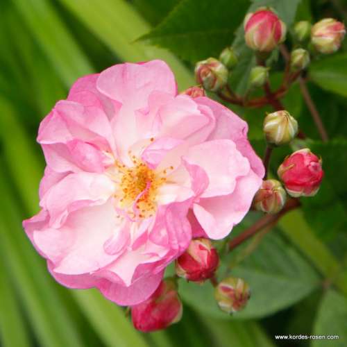 Drobny, lawendowo- różowy kwiat odmiany pnącej Lavender-Siluetta