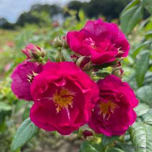 Róża pnąca PURPLE SILUETTA - doniczka 2 l.