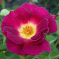 roza-okrywowa-weg-der-sinne- kwiaty-purpurowe-krzewy.jpg