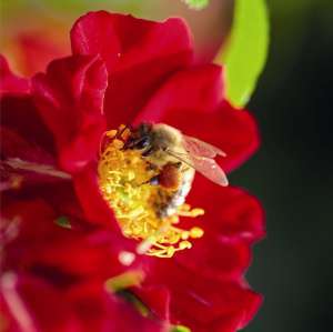 Róża miniaturowa BIENENWEIDE ROT - doniczka 5 l.