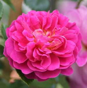 Róża pnąca MELINA - doniczka 2 l.