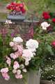 Constanze Mozart & The Fairy_1239.JPG