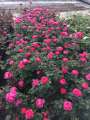 Gartenprinzessin_Marie_José_7.JPG